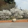 Royal Star Magnolia #2 - Image 2